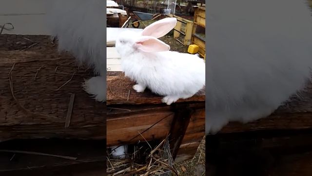 Кролики. Кто я. #rabbitfood #bunny #rabbitry #animals #cute #rabbitfarming #rabbitbreeds #rabbit