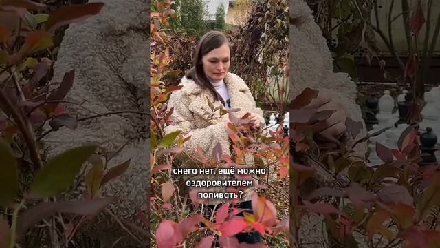 Оздоровитель почвы для грядок и теплицы