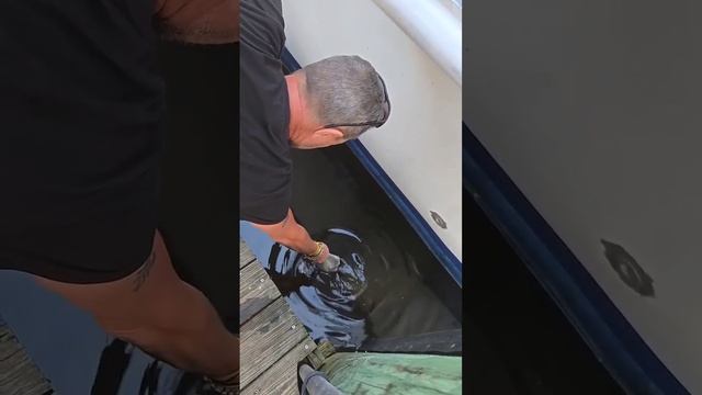 Рыбка угощайся
