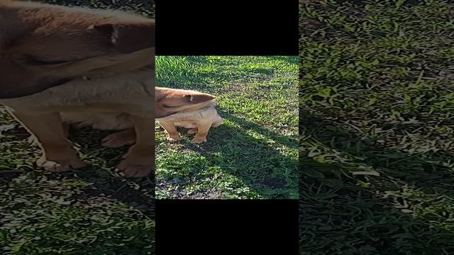 VID_20240429_164441.mp4