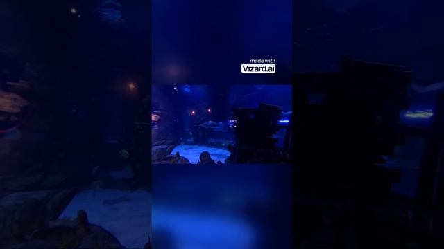 Встреча с акулами в океанариум Ташкен