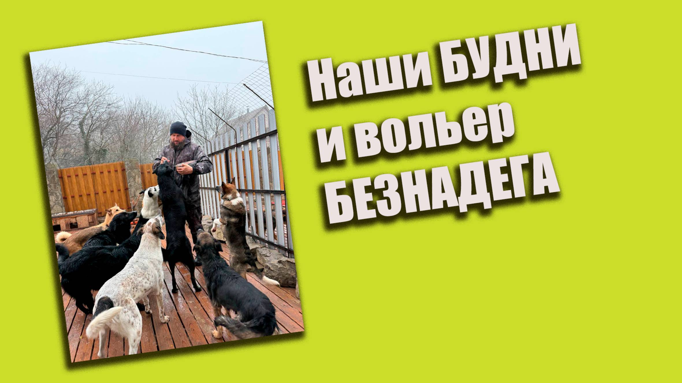 Наши БУДНИ и вольер БЕЗНАДЁГА #помощьбездомнымживотным #собаки #помощь