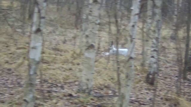 Спортсмен в прыжках и беге!🐰