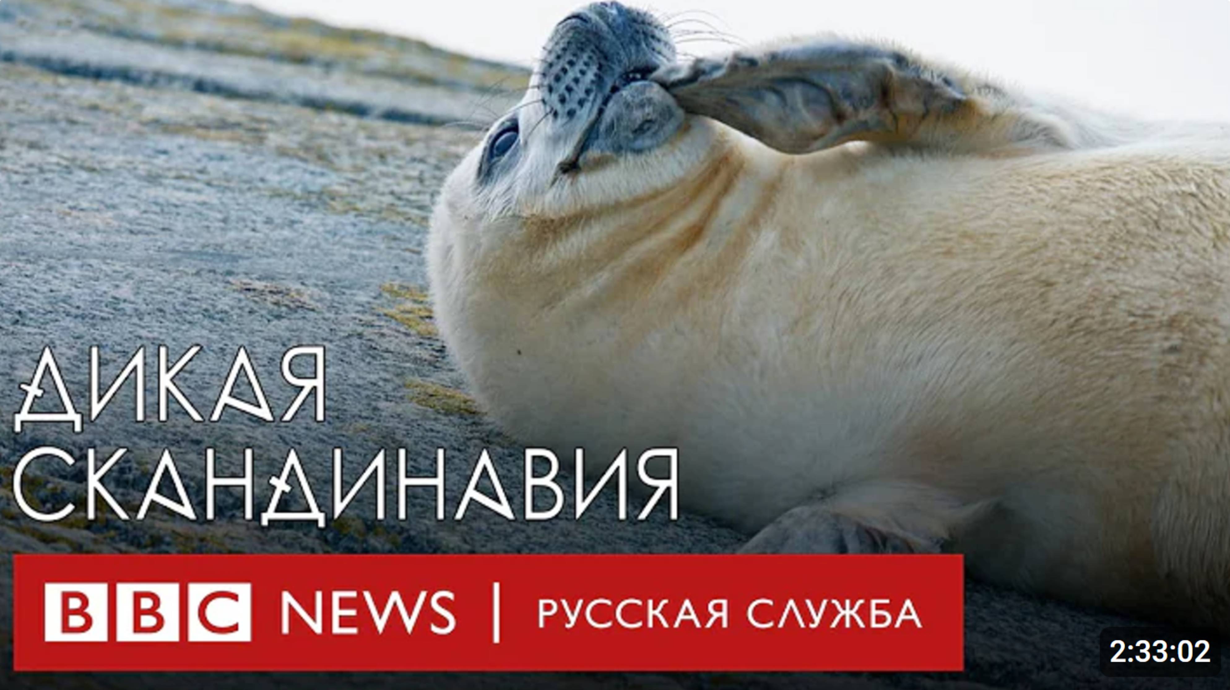 Потрясающие пейзажи, дикая природа и уникальная культура Скандинавии |  Би-би-си