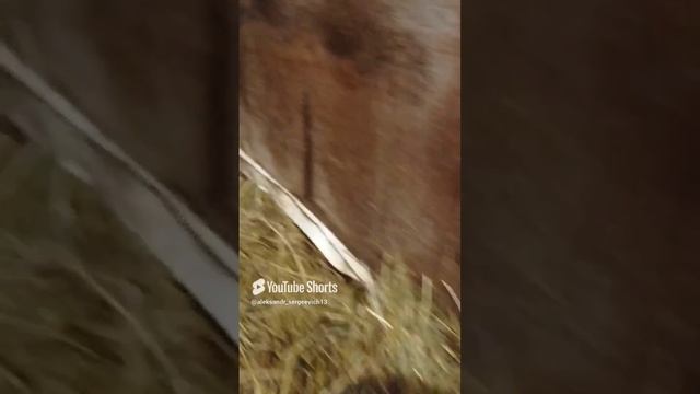 Коза Зита родила козлят