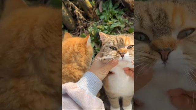 petal_20241126_173326.mp4