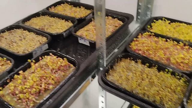 Микро-зелень с нуля #4-#5