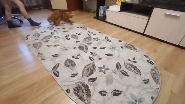 Кот)