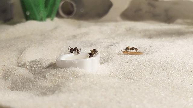 Camponotus nicobarensis. Муравьиная ферма "Белый Дом"