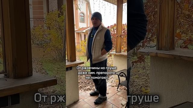 Голубика и ржавчина груши? НИКАКОЙ СВЯЗИ