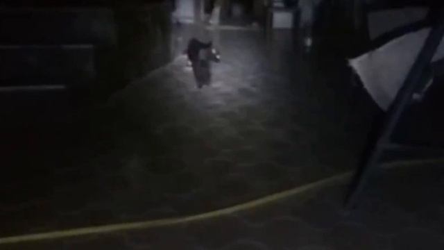 Кошки, кто они ?