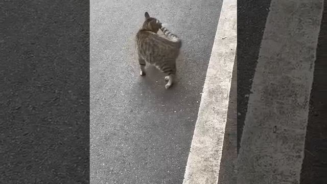 полюбил свой хвост