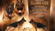 VOM HAUS KSENI - Щенки 2024