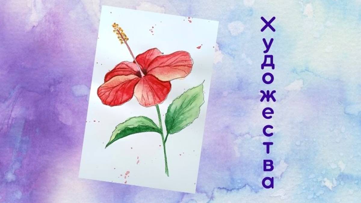 Гибискус