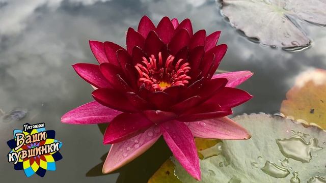 Нимфея Kremlin star (Кремлевская звезда) кувшинка, waterlily, водные растения, пруд