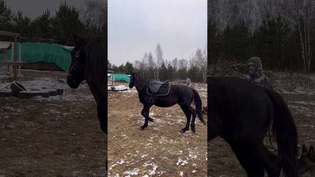 Продажа лошадей карачаевский мерин Снайпер