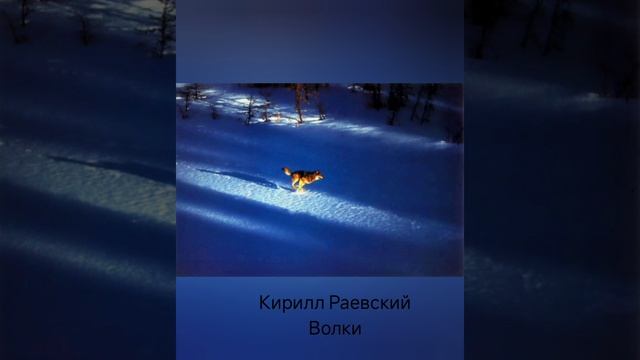 Кирилл Раевский "Волки"