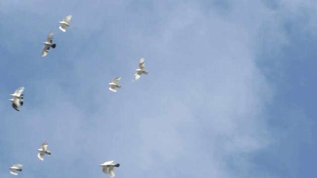Лётные голуби 16
