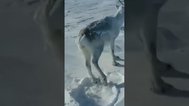 Северный олень