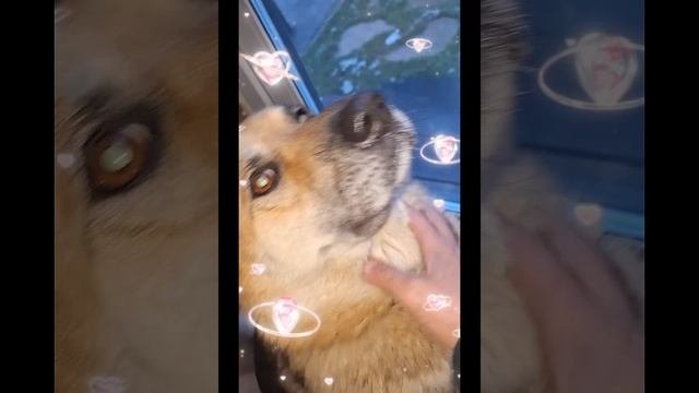 1000008090.mp4 (Собака смотрит на укрепление болтовых соединений стыков стропил дома А-фрейм)