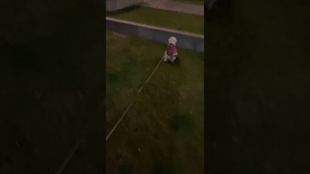 Пушка-гонка!