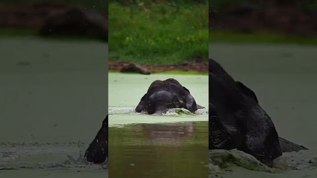 Слон показывает, как умываться с помощью своего длинного хобота 🐘