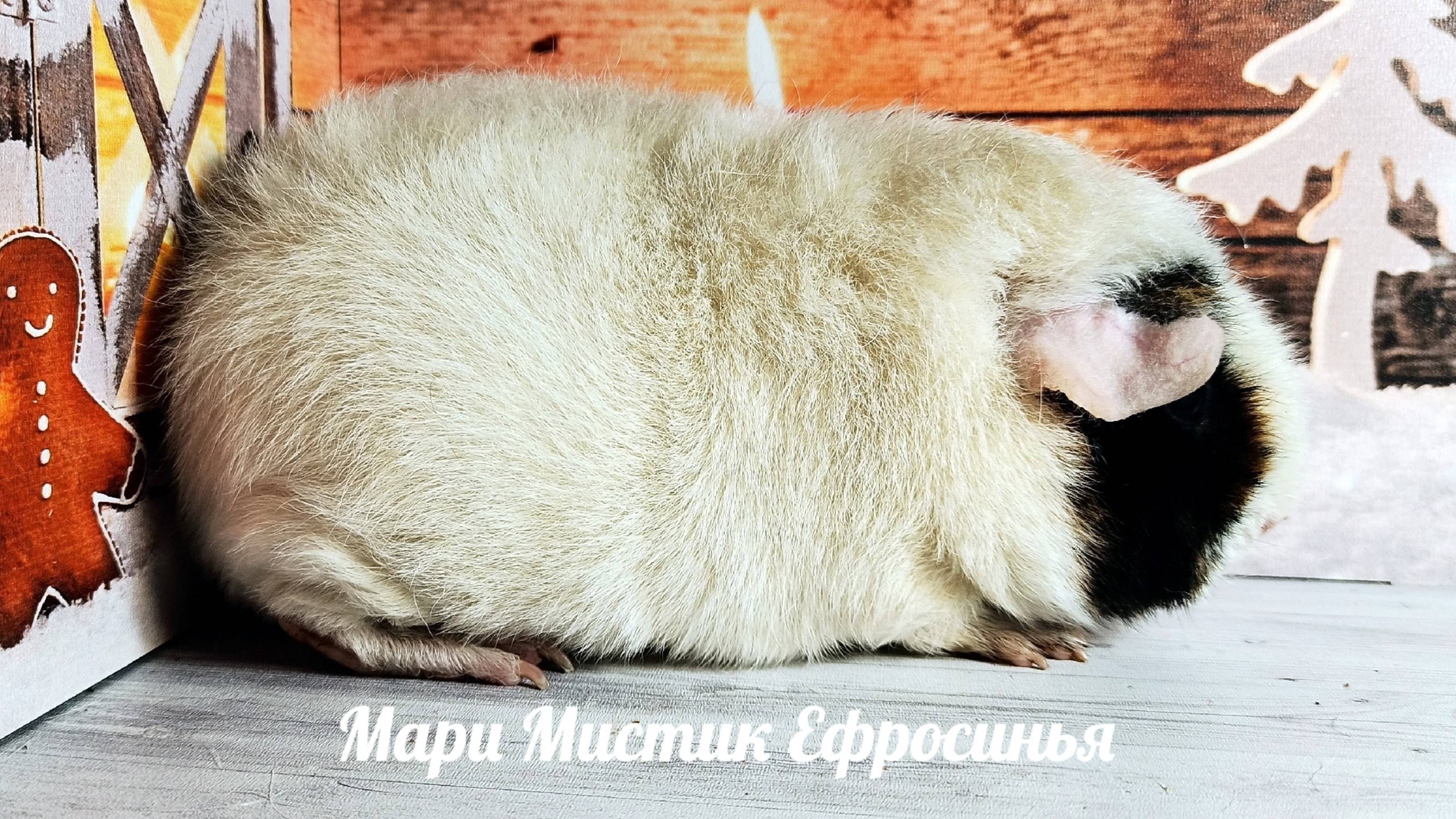 Мари Мистик Ефросинья #морскаясвинка #американский_тедди #морские_свинки