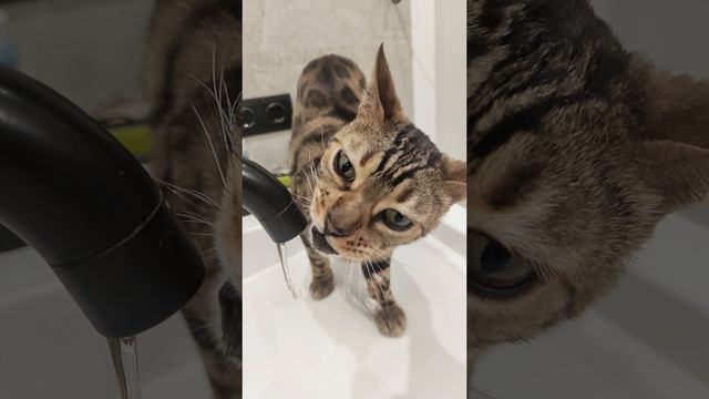 Кот Семен пъет воду в замедленной съемке.