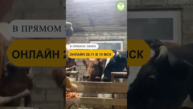 Кормление коров онлайн 26 ноября