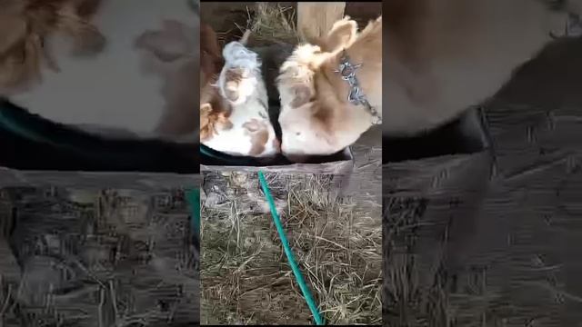 Домашние блогеры серия 26