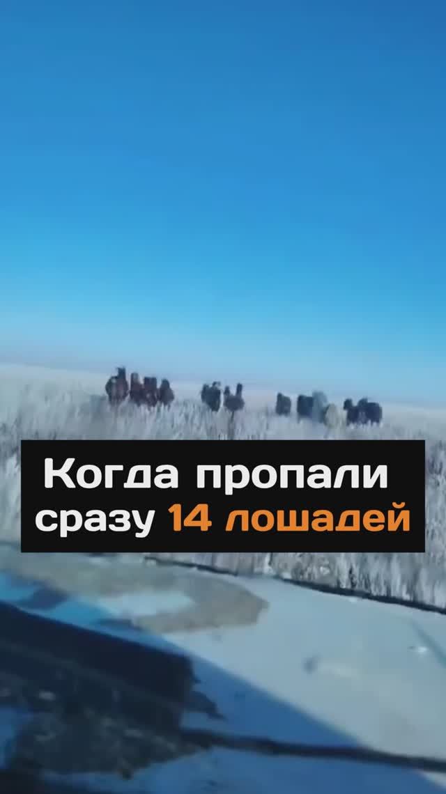 Когда пропали сразу 14 лошадей