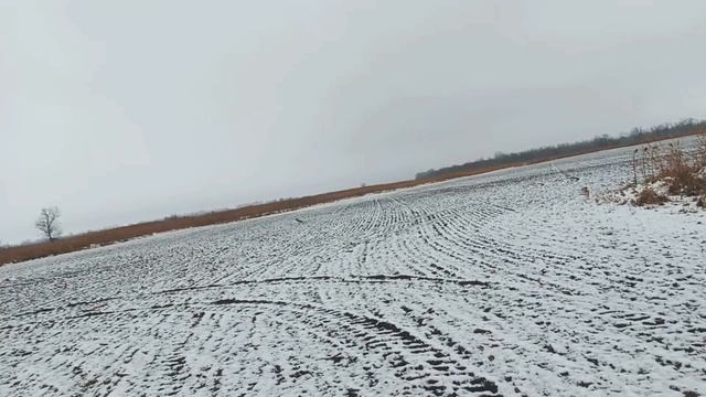 Зайчик по серой тропе