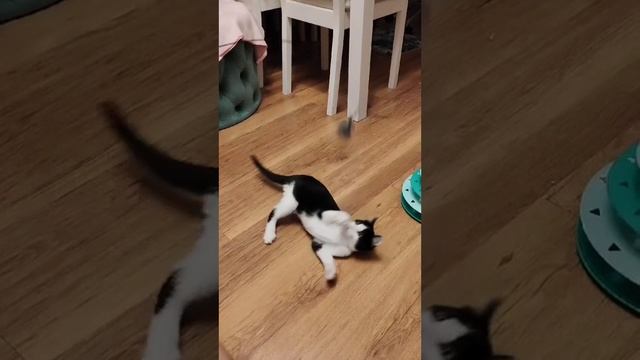 🐾 Ищет дом очаровательный котик Маркиз!  🐾