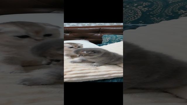 Котики