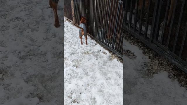 Все долги по Миле закрыты! Осталось купить курточку,препараты для обработки и курочку для мотивации