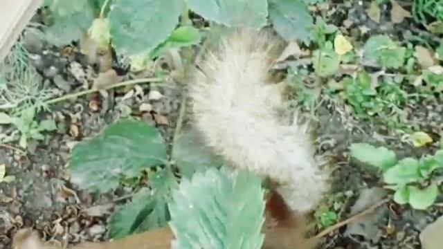 1000005115.mp4