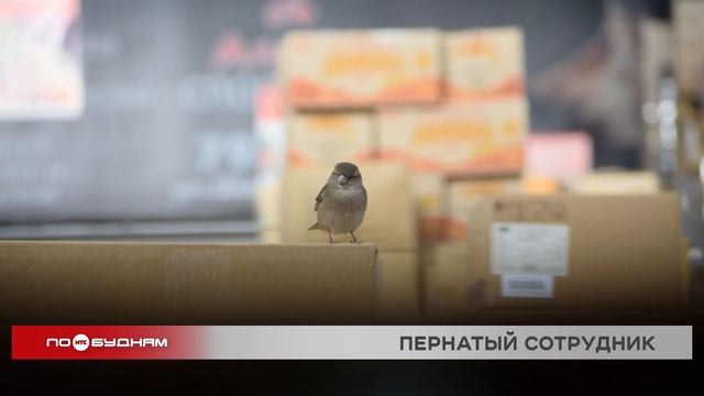 Вы спросили - мы ответили: допустимо ли нахождение воробьёв в продуктовом магазине?