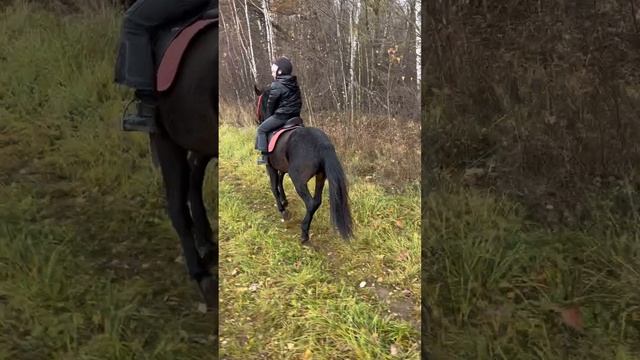 Продажа лошадей 
Карачаевский мерин Марсель