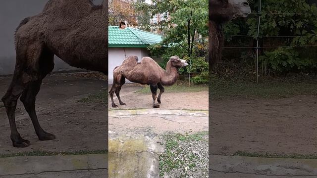 Верблюд в Московском зоопарке.