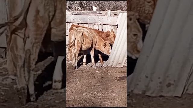 Домашние блогеры часть 20