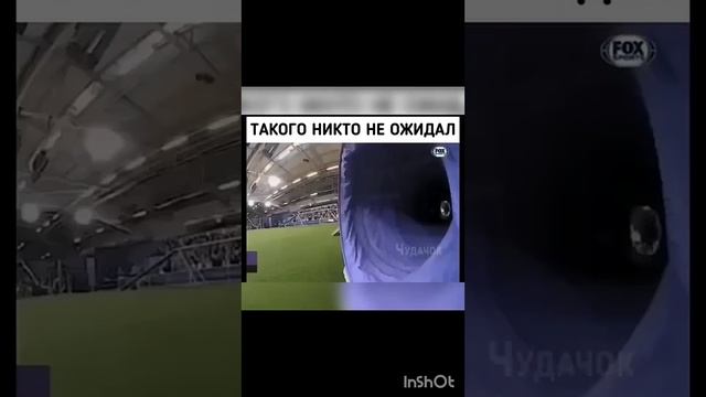 Очень умная собака в мире