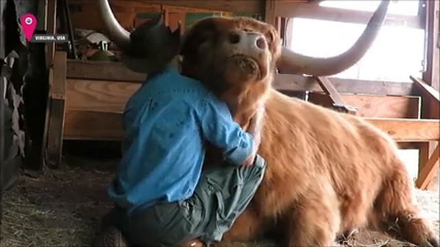 Adorable Animals and Human Moments Super Cute Animals