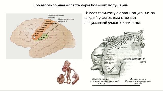 Ноцицепция и боль