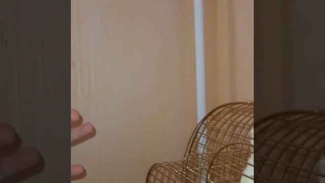 VID-20241123-WA0018.mp4