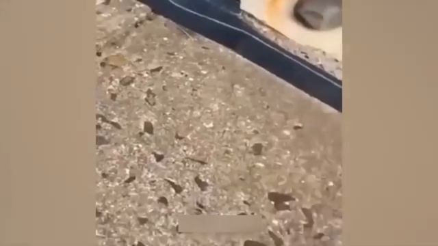 Смешные животные