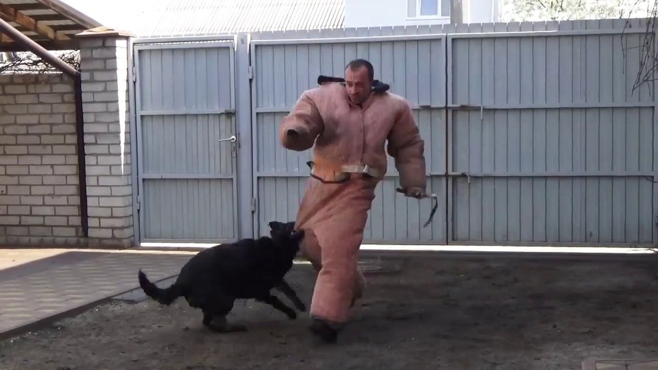 Blackie iz Legendarnogo Forvarda. Охрана территории.