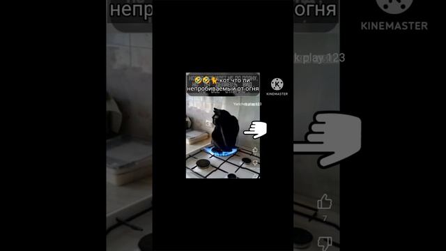 что происходит с котом он что непробиваемый от огня