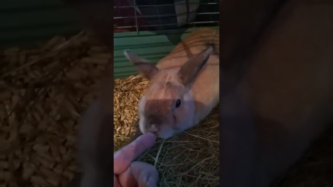 Мои друзья подписчики.С сегодняшнего дня история кролика Ванечки.🤣✌️♥️💋