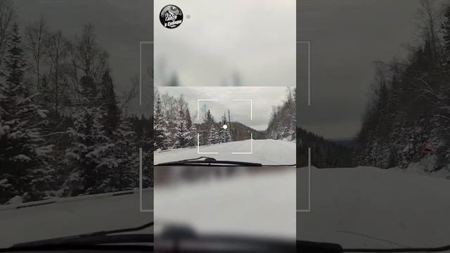 Обстановка в тайге!!! #Сибирь #хакасия #снег
