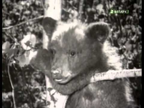 ANIMAL LEGENDS-3